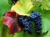 Grape Seed Extract / P...