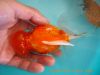 pearscale goldfish
