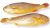 Yellow Croaker