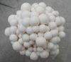 White Beech Mushroom