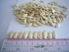 pumpkin seeds