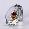 Real Insect Amber Diam...
