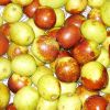 Chinese winter jujube