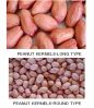 Peanut Kernels