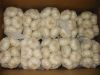 Fresh garlic normal wh...