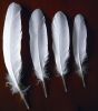 duck/goose feather for...