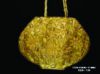 Fashion Bags