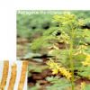 Astragalus Extract Powder