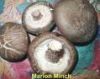 Shiitake Mushroom Extr...