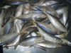 Horse Mackerel