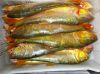 Dorado (Salminus Brasi...