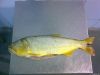 Dorado (Salminus Brasi...