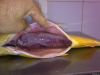 Dorado (Salminus Brasi...