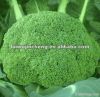 fresh broccoli on sale