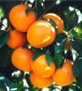 Kinnow (Mandarin)