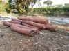 TROPICAL HARDWOODS ON PEELED LOGS