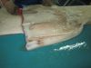 Chile we sell  Giant Squid Fillets 