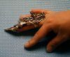 Folk rings