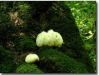 Hericium erinaceus *****