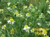 Chamomile Extract / Ap...