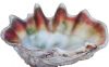 Exotic Red Tridacna Gigas