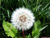 Dandelion Root Extract