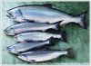 Wild Alaskan Salmon Fi...