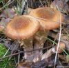 Armillaria mellea