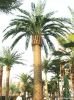 Artificial Tree
