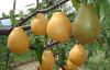 Fruits: pears and apples