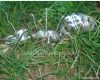 Stainless Steel Animal Statue