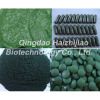 Spirulina and Chlorella