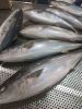 frozen yellow tail fis...