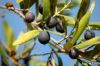 Extra Virgin Olive Oil