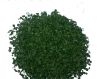 dried chives