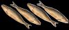 smoking herring