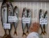 Horse mackerel 