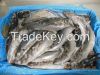 Horse mackerel 