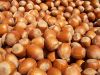hazelnut kernel