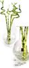 lucky bamboo