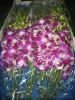 We are supply orchid f...