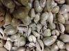 white cowries