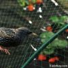 Garden Bird Netting