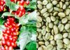 Green Arabica coffee b...