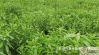 Stevia P. E.(Reb-A, St...
