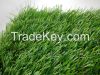 Sports Field Grass