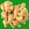 Ginger