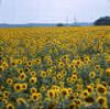 New Crop Sunflower See...