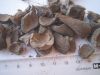 Palm Kernel Shells
