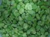 Frozen Broad Bean Kernel